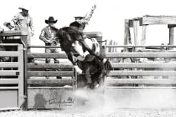 Bronc Happy Dance