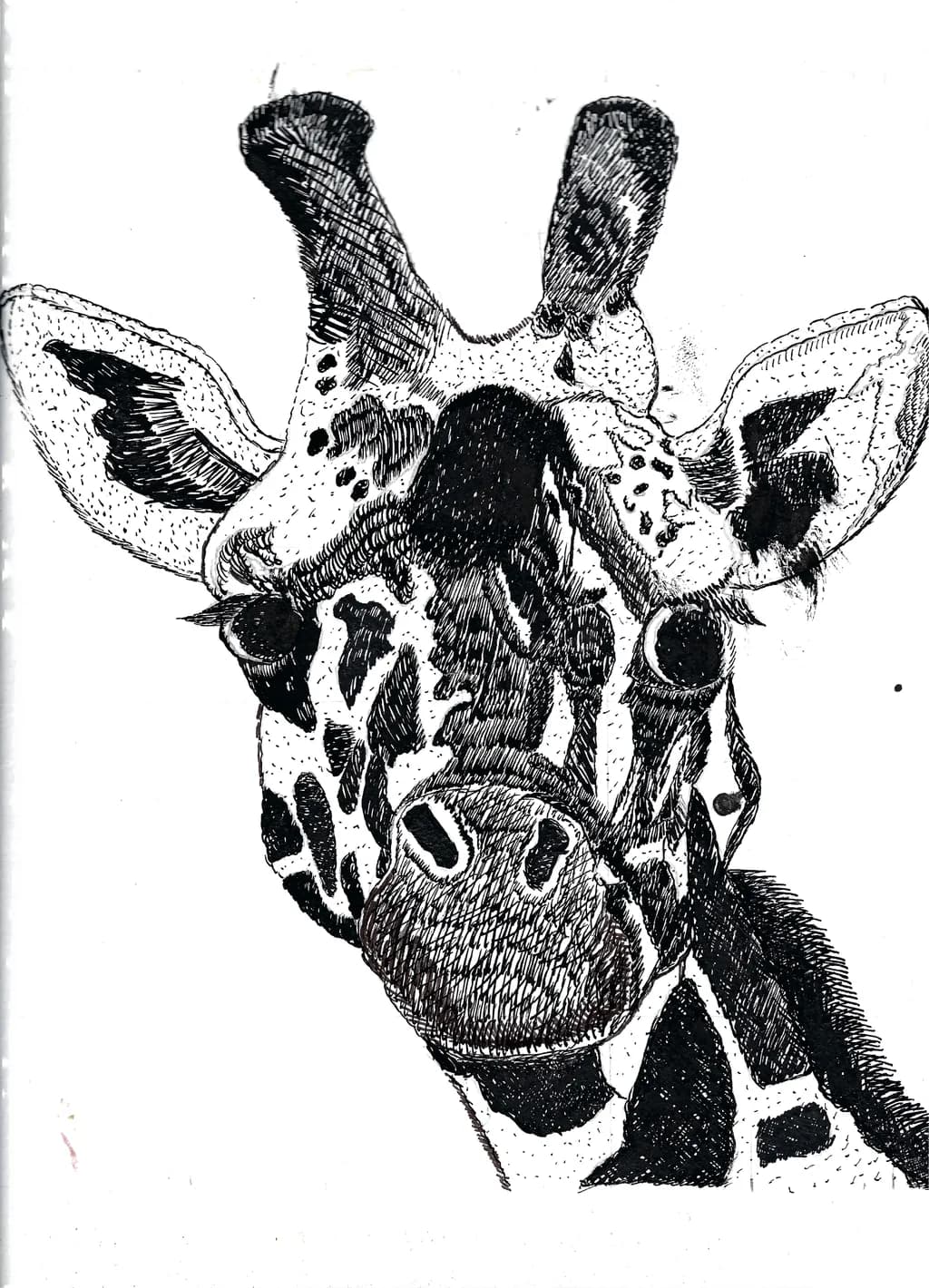 Geoffrey the Giraffe