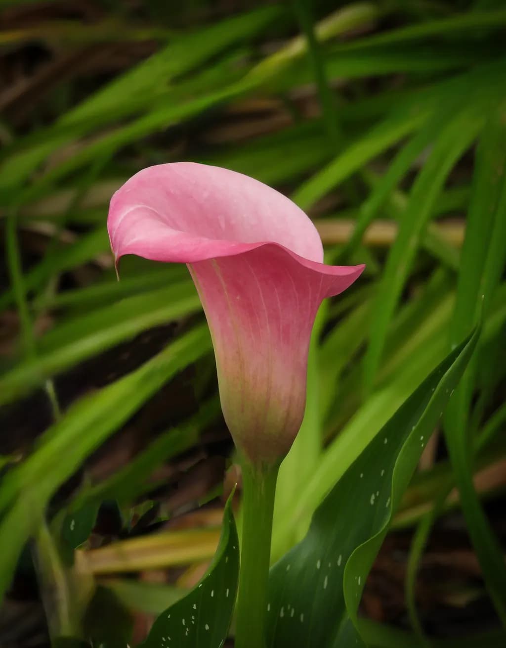 One Calla in Color