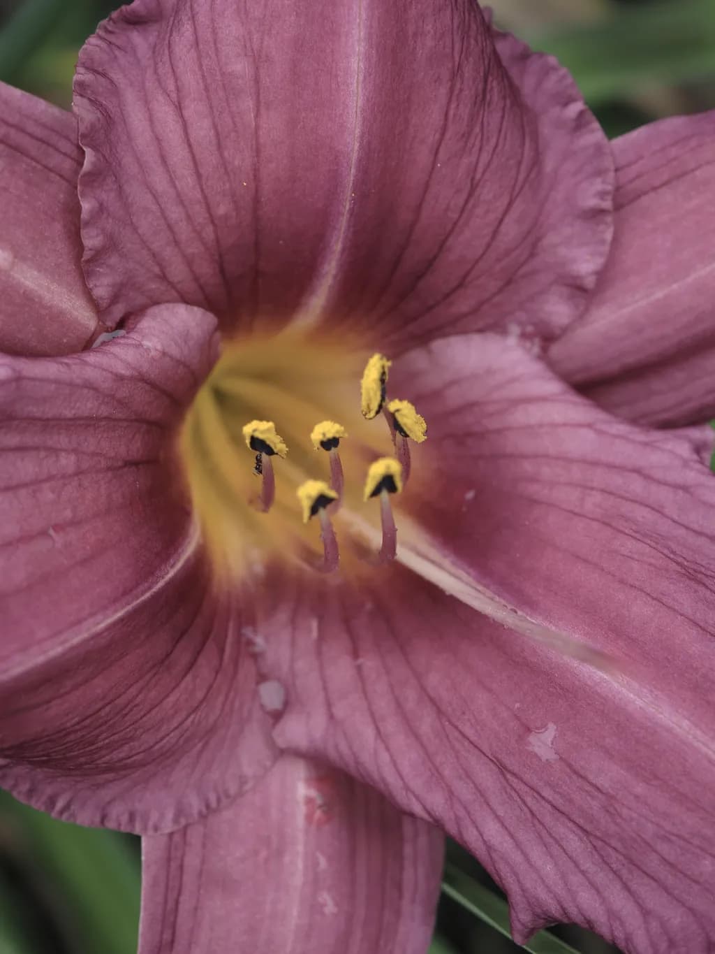 Bring on the Pollinators
