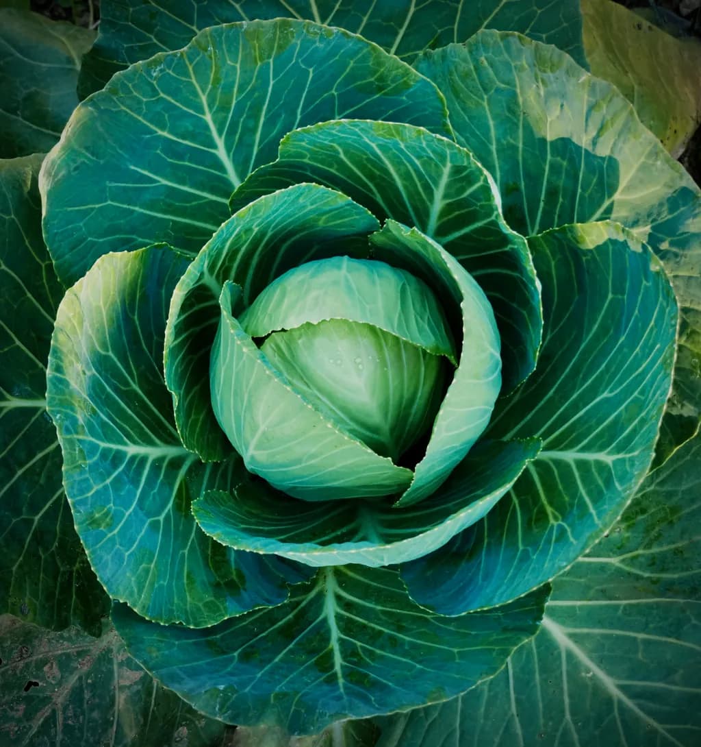 Spring Cabbage