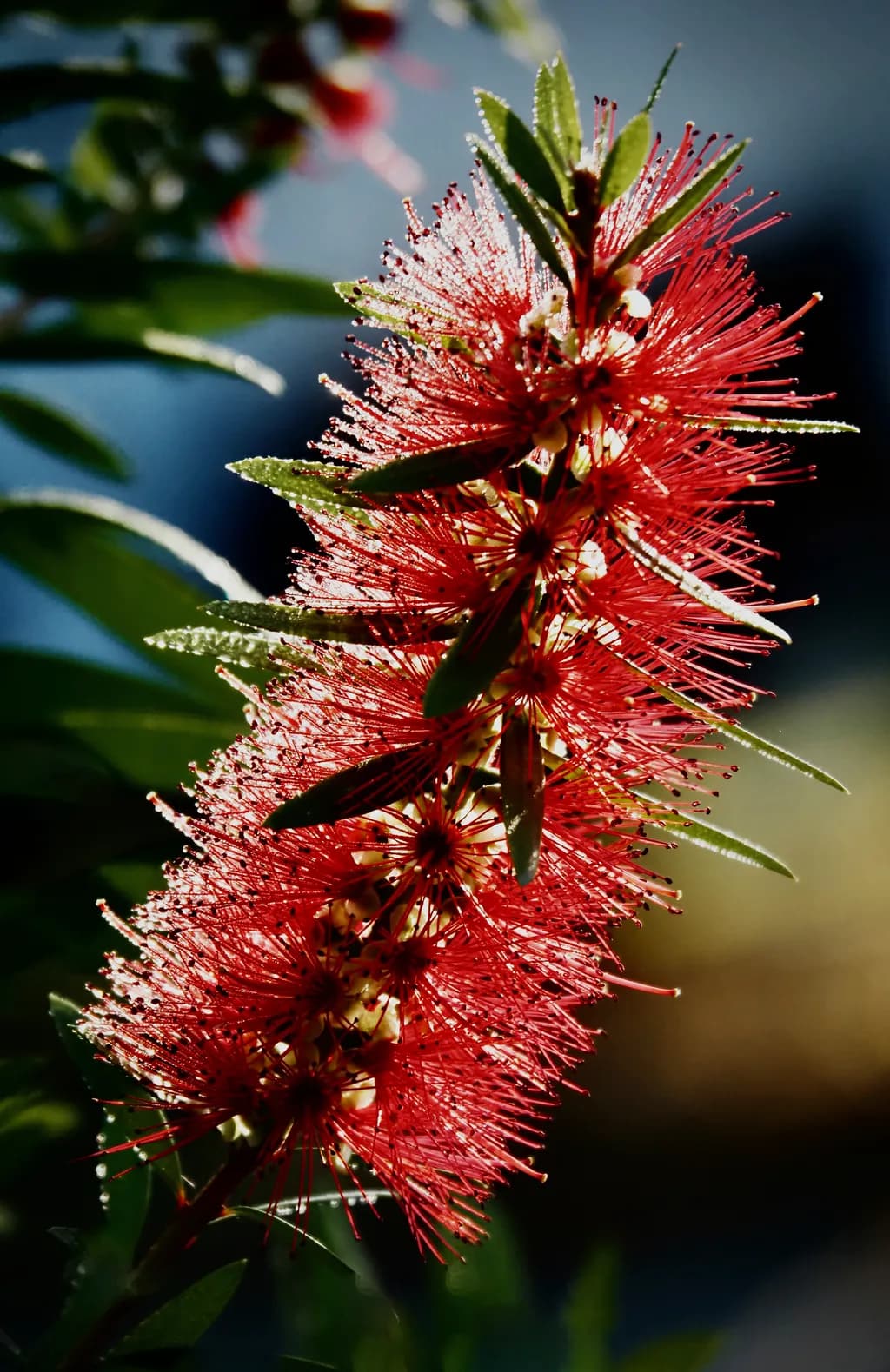 Backlit Bottle Brush