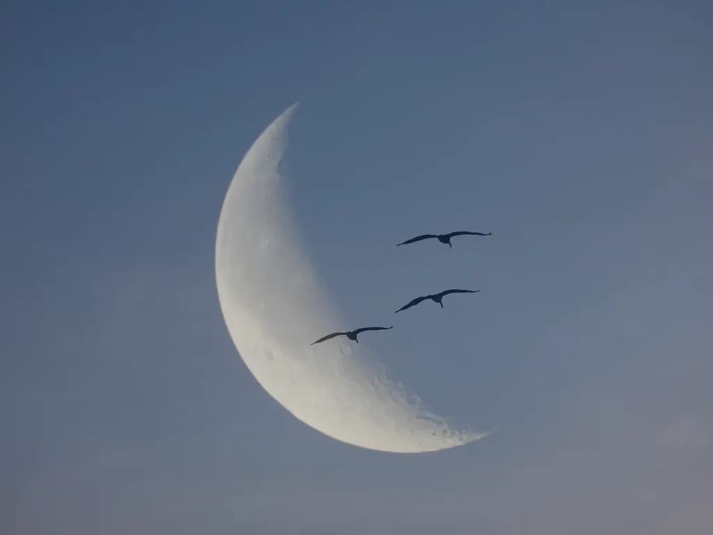 Fly With Me to the Moon