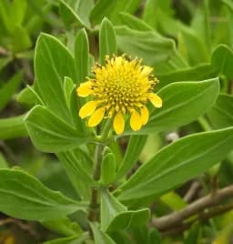 Sea Oxeye Daisy