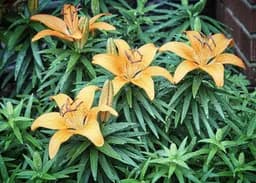 Spring Lilies