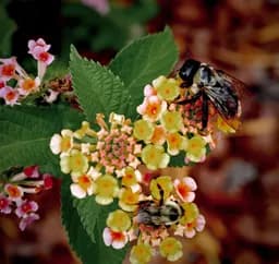 Bees Are Getting Bigger