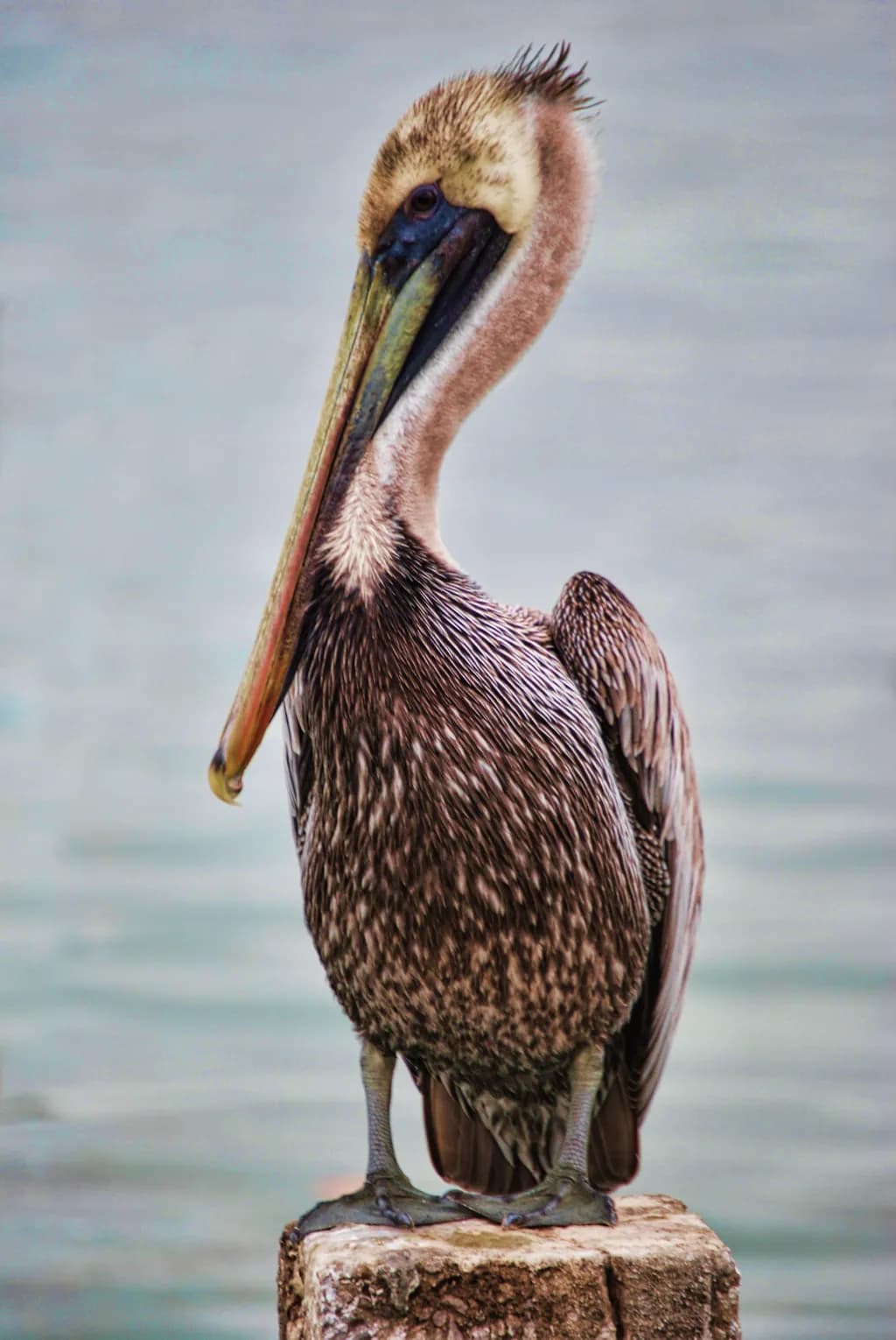 Contemplative Pelican