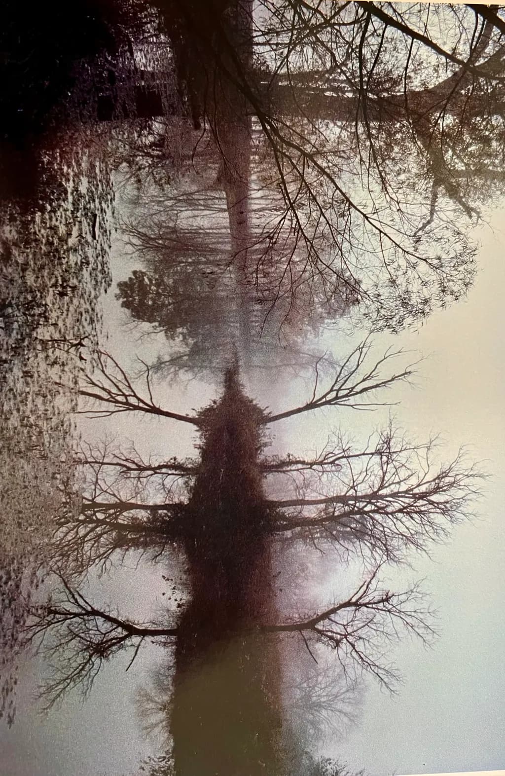 Whispers of the Mist: A Serene Reflection of Nature's Embrace