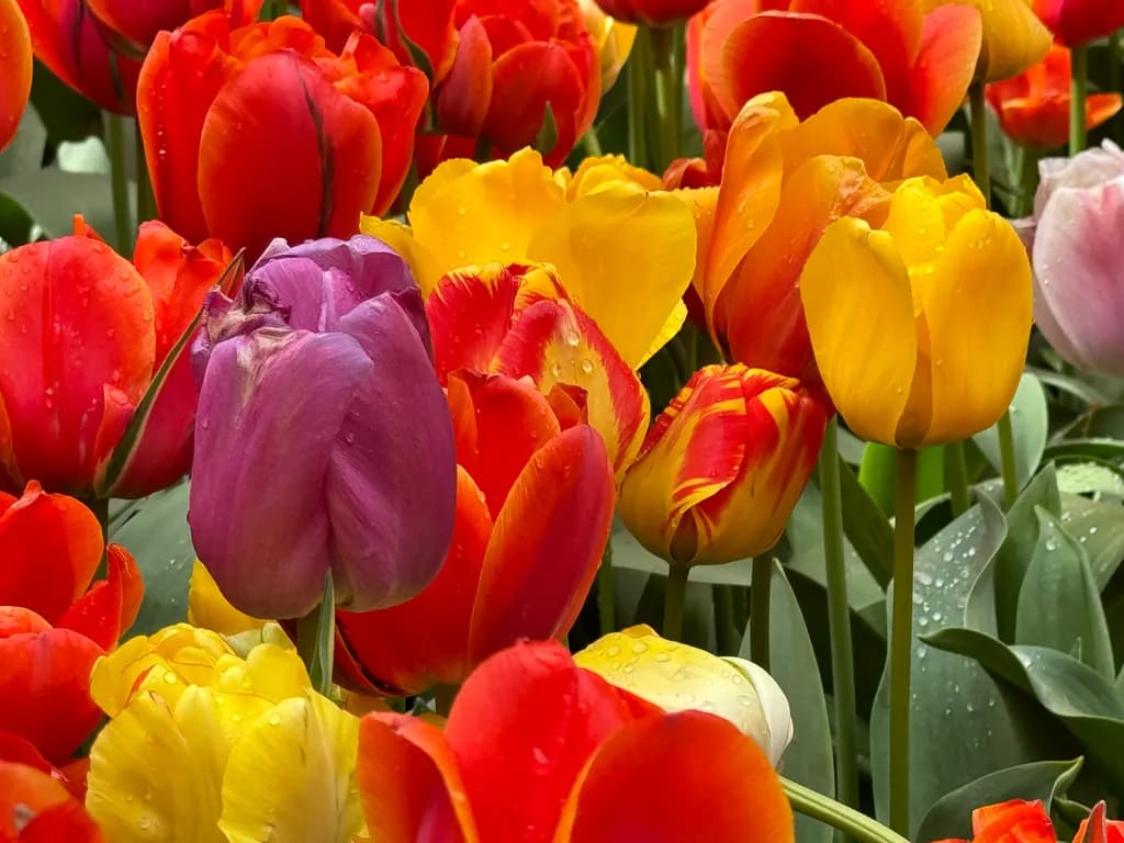 Vibrant Symphony: A Kaleidoscope of Tulips in Bloom