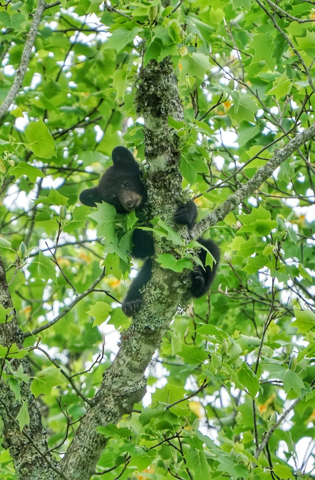 Whimsical Wanderer: A Playful Black Bear Amidst Lush Greenery
