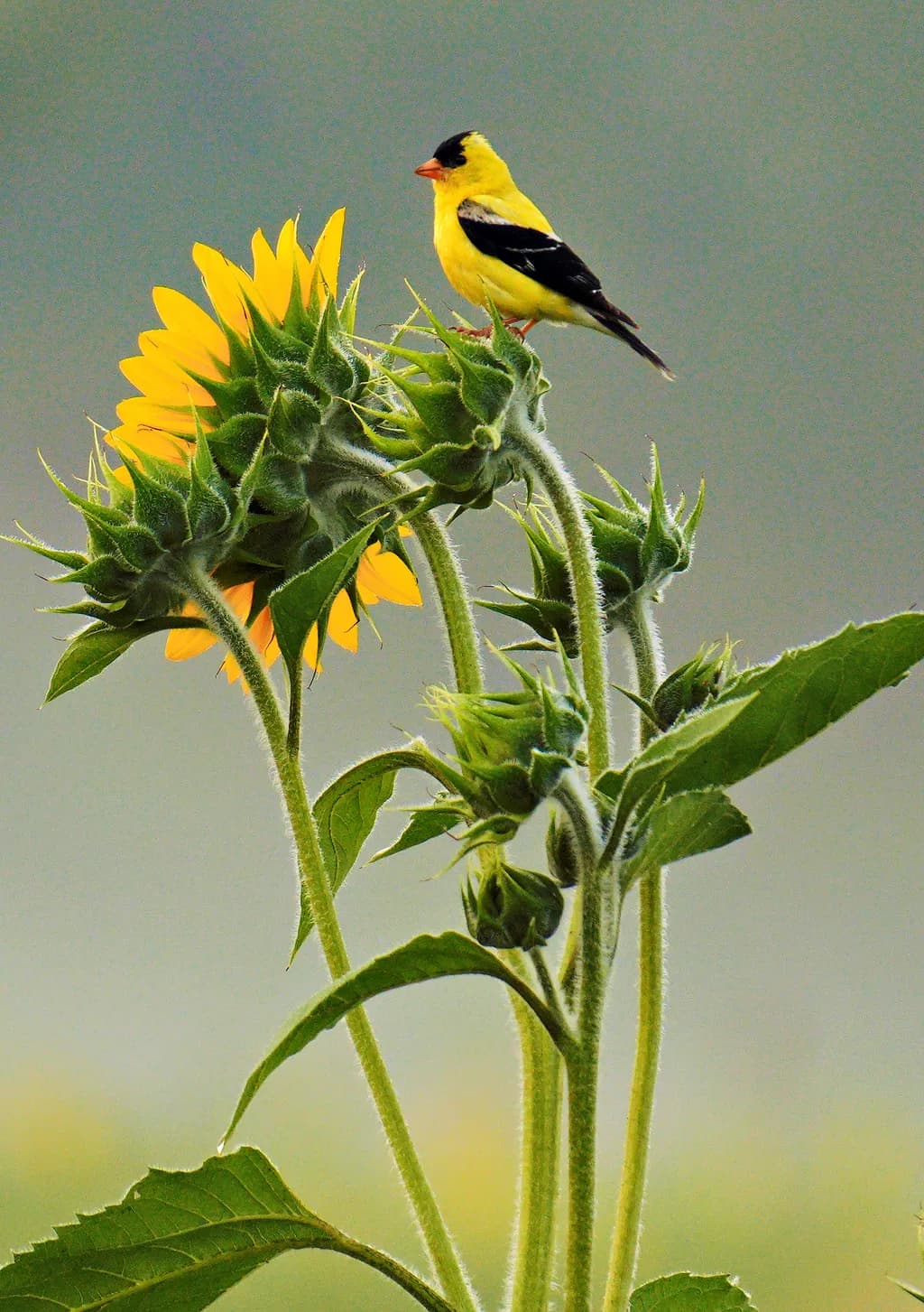 Golden Harmony: A Vibrant Goldfinch Perched on Sunflower Stems