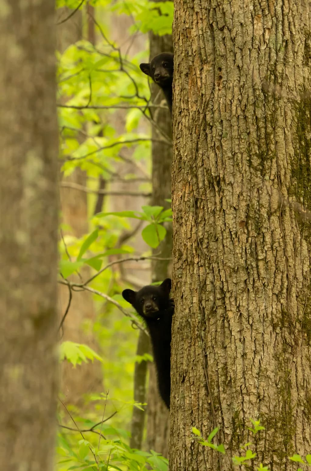 Whispers of the Forest: A Curious Bear Peeks from the Trees