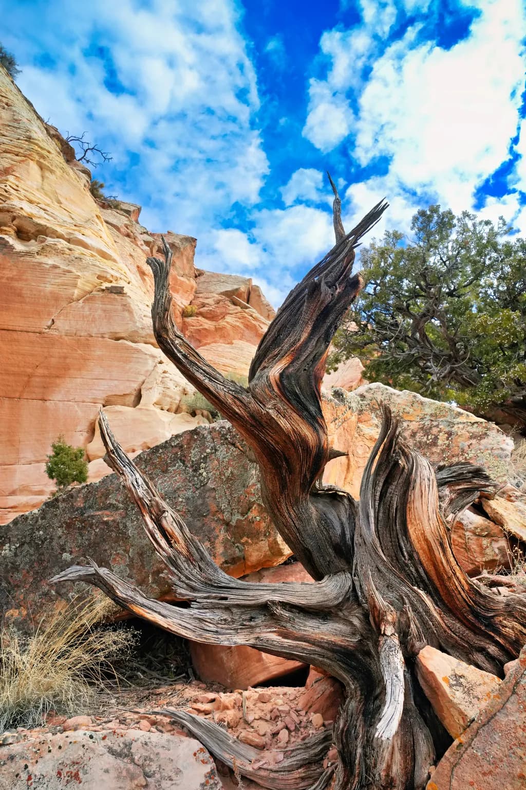 Whispers of Nature: A Dance of Wood and Stone Beneath the Sky