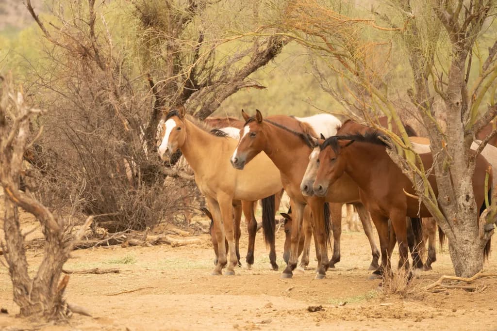 Whispers of the Wild: A Serene Gathering of Horses Amidst Nature's Embrace