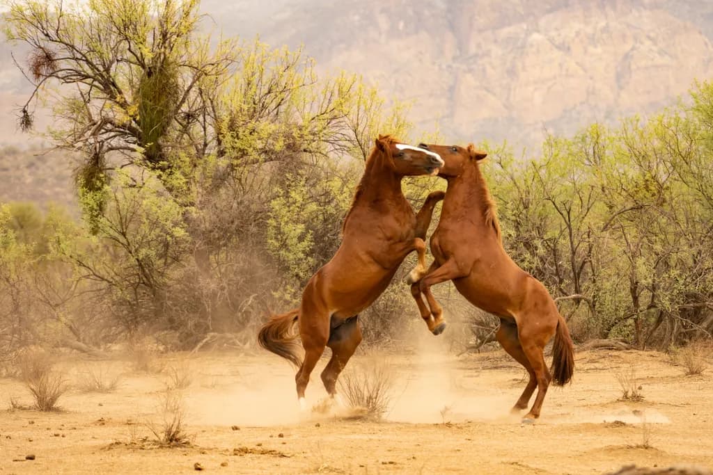 Energized Equine Duel in the Desert: A Dynamic Display of Nature's Power and Competition