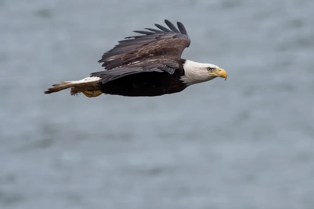 Soaring Majesty