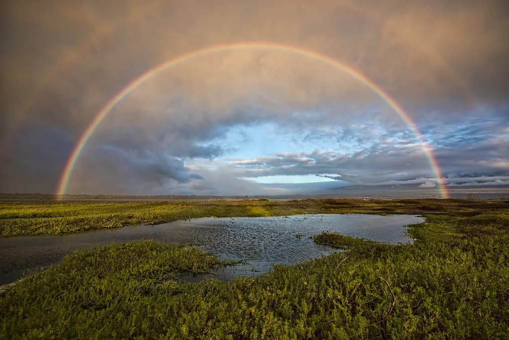 Rainbow Over Marshland
