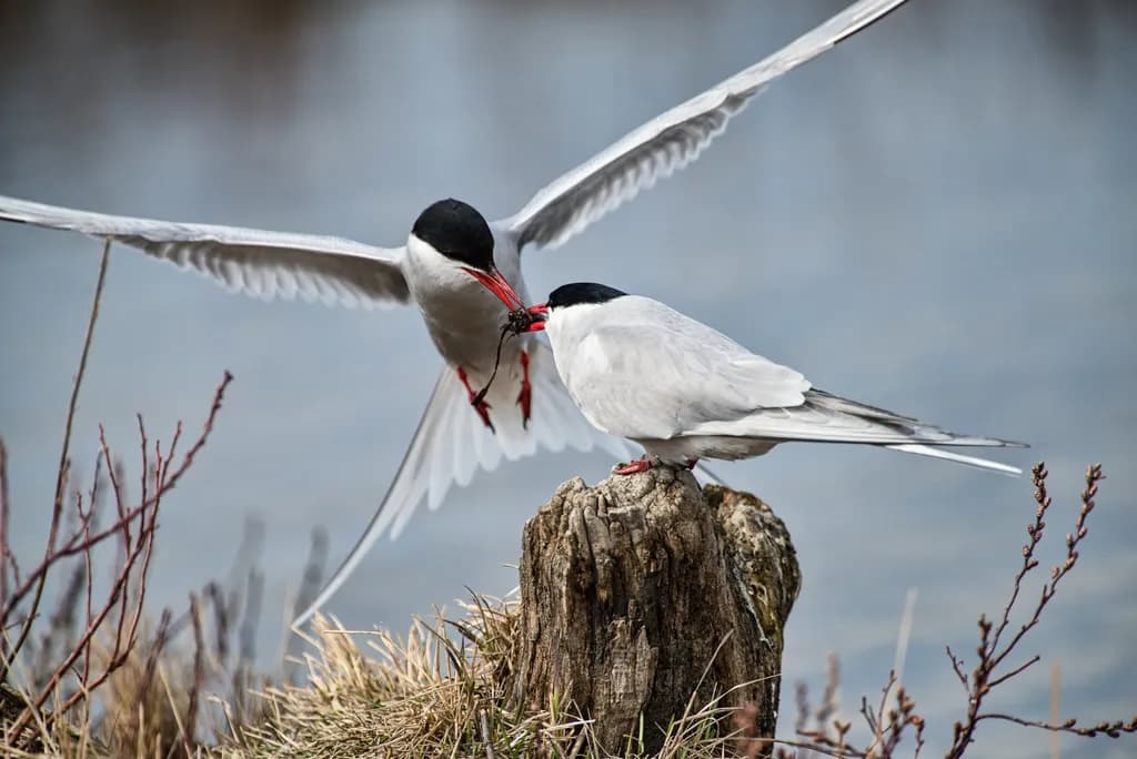 Courtship Dance