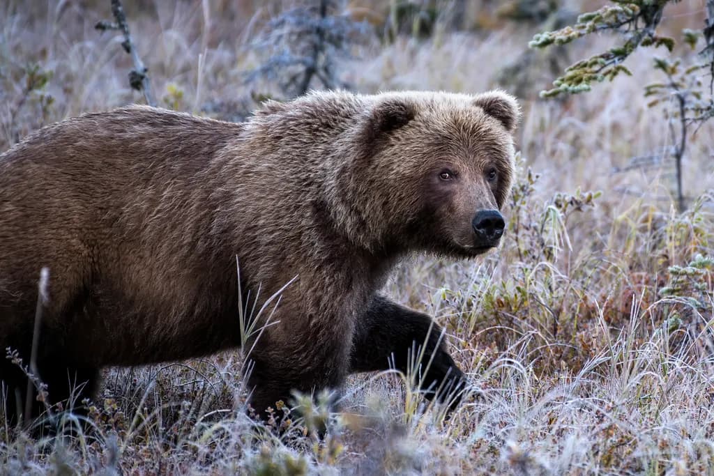 Grizzly Encounter