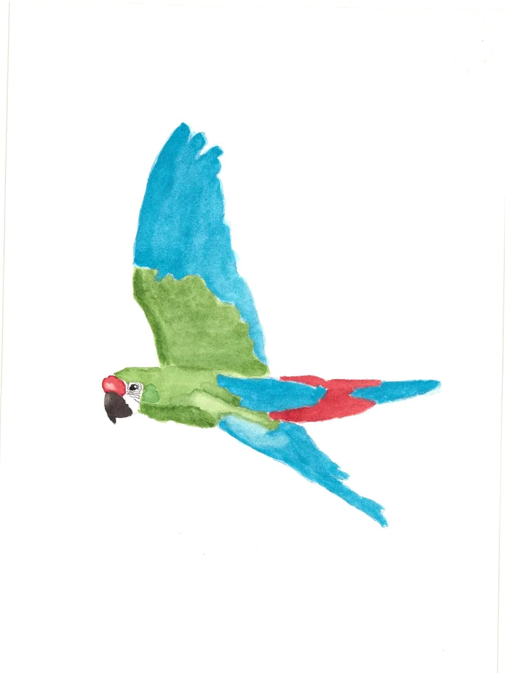 Where the Sky Meets Nature: A Vibrant Parrot Journey