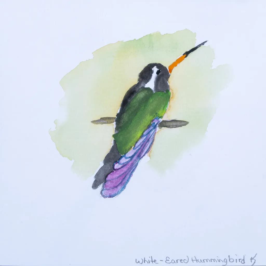 A Splash of Color: Celebrating the White-Eared Hummingbird's Beauty in Watercolor