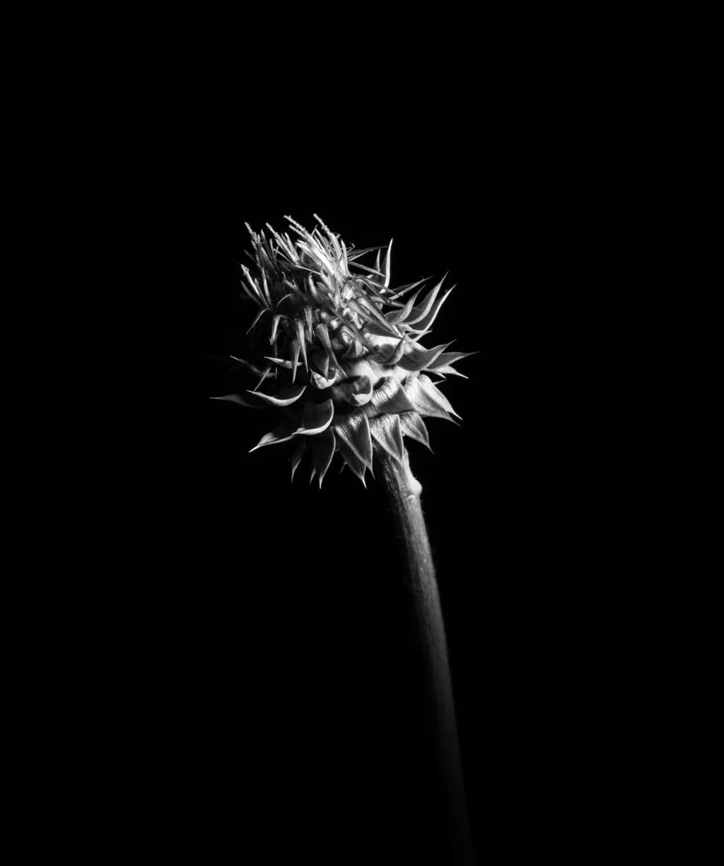 Whispers of Resilience: A Monochrome Pineapple's Journey Through Shadows