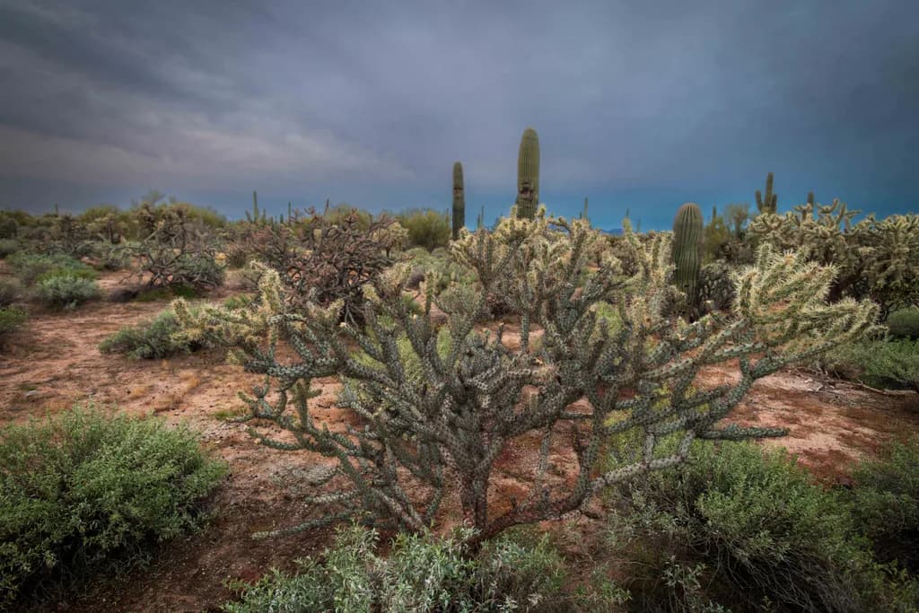Morning in the Arid Wild