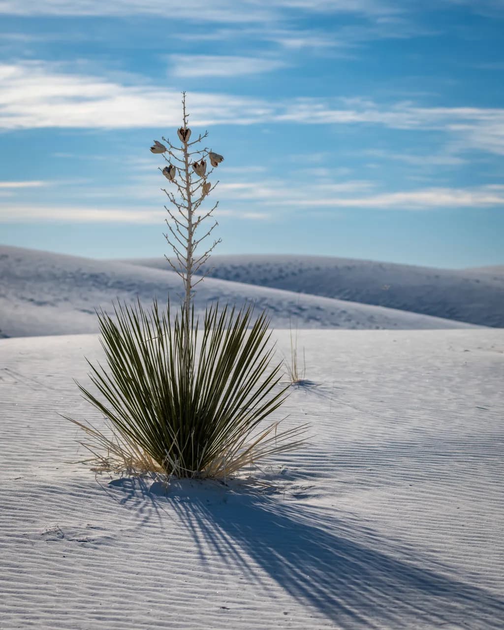 Desert Solitude