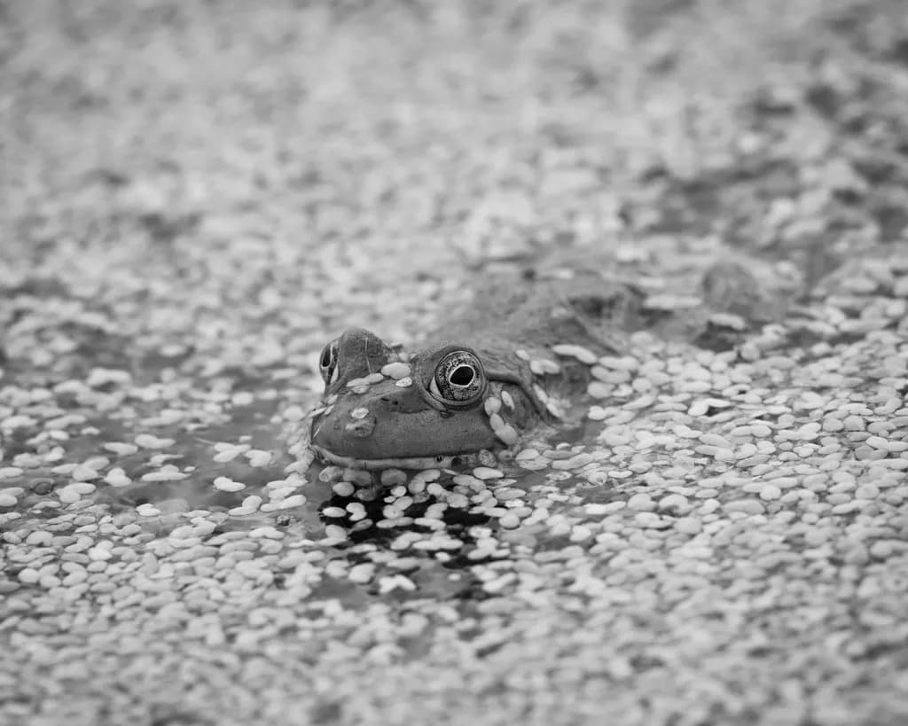 I See You