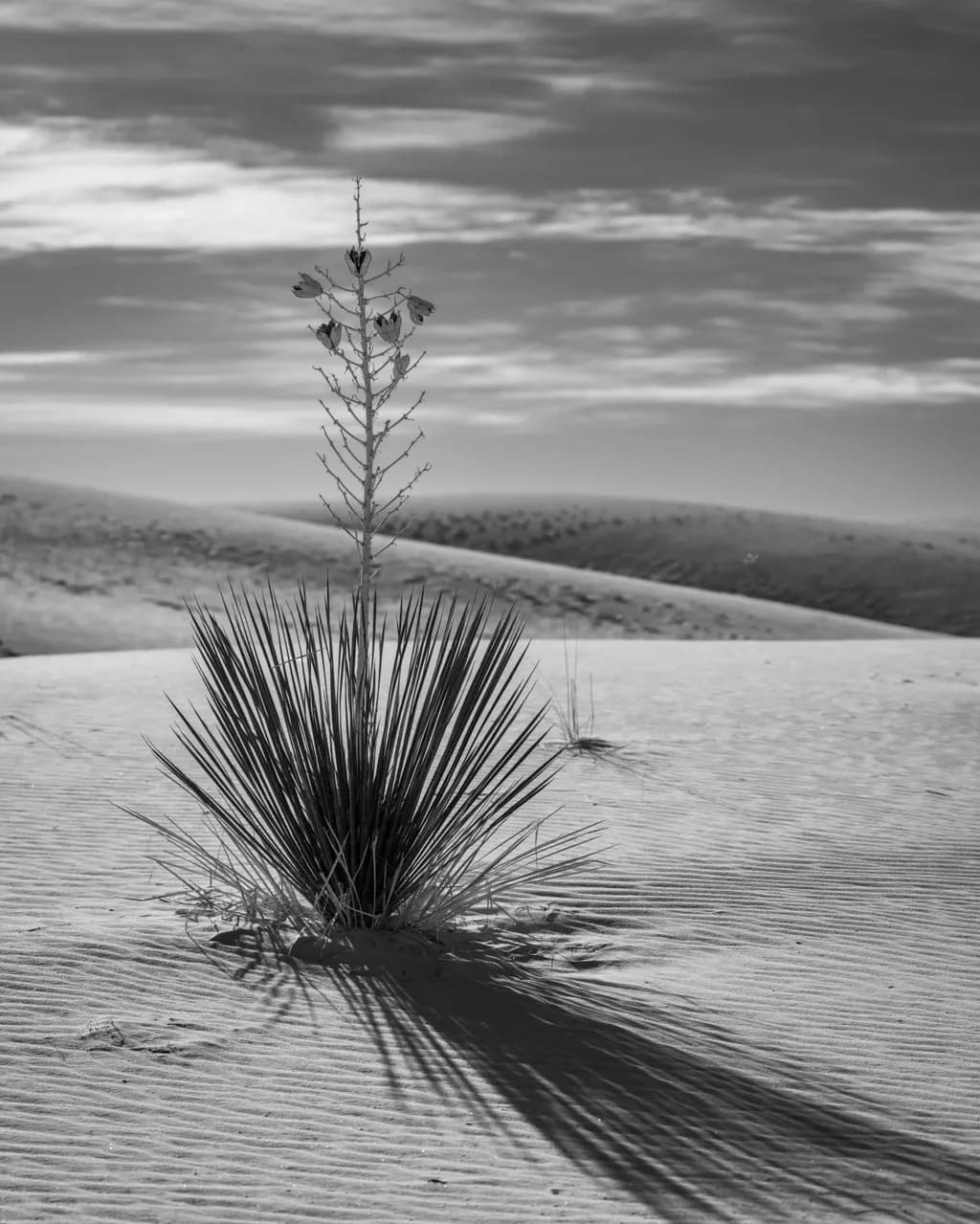 Whispers of the Desert: A Monochrome Reflection on Resilience and Shadow