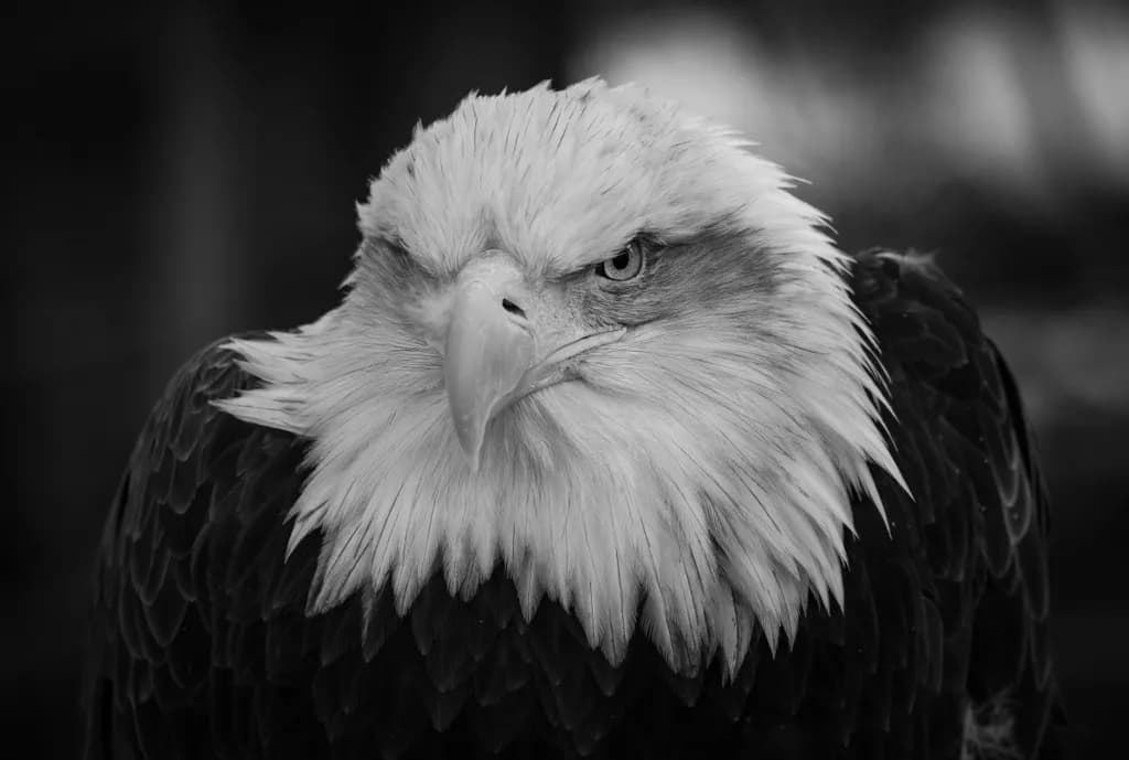 Intensity