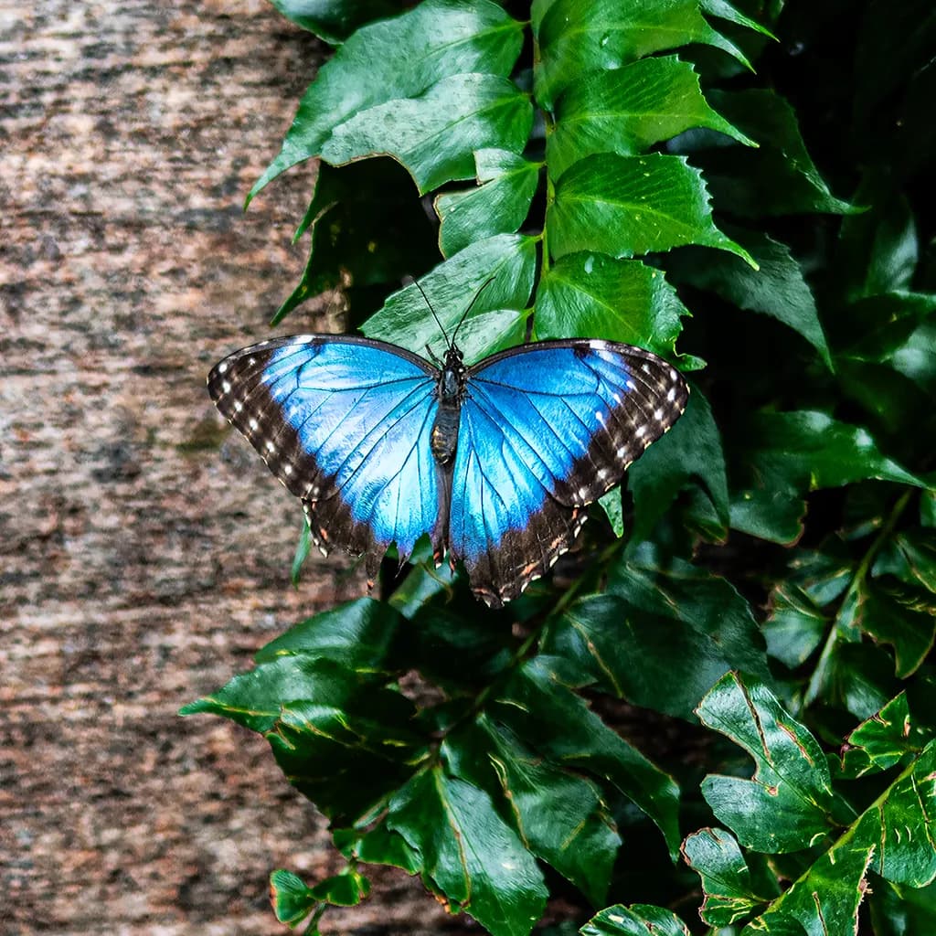 Common Blue Morpho