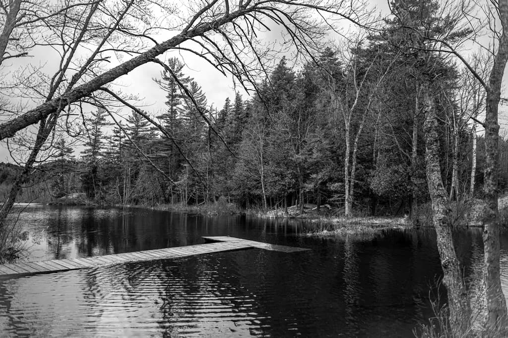Birch Tree and Dock Reflections