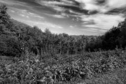 Mountain Forest in Monochrome