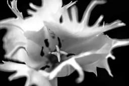 Spinney Yellow Flower