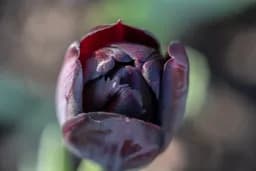 Dark Purple Tulip