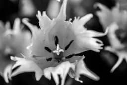 Monochrome Tulip