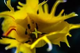 Spiny Yellow Bloom