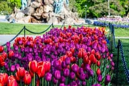 Caged Red and Purple Tulips
