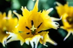 Leo Tulip