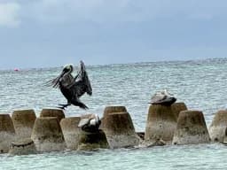 Landing Pause