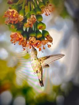 Sweet nectar moment