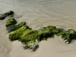 Algae Embrace