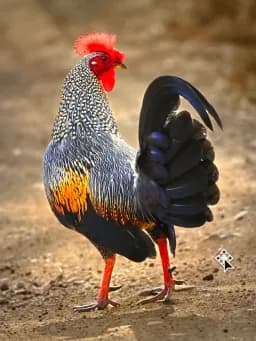 Spotted Rooster Confidence