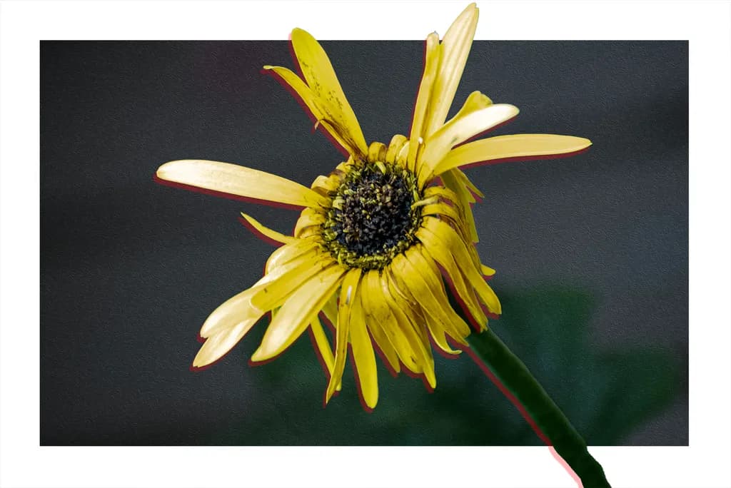 Golden Petals: A Vibrant Dance of Nature's Beauty