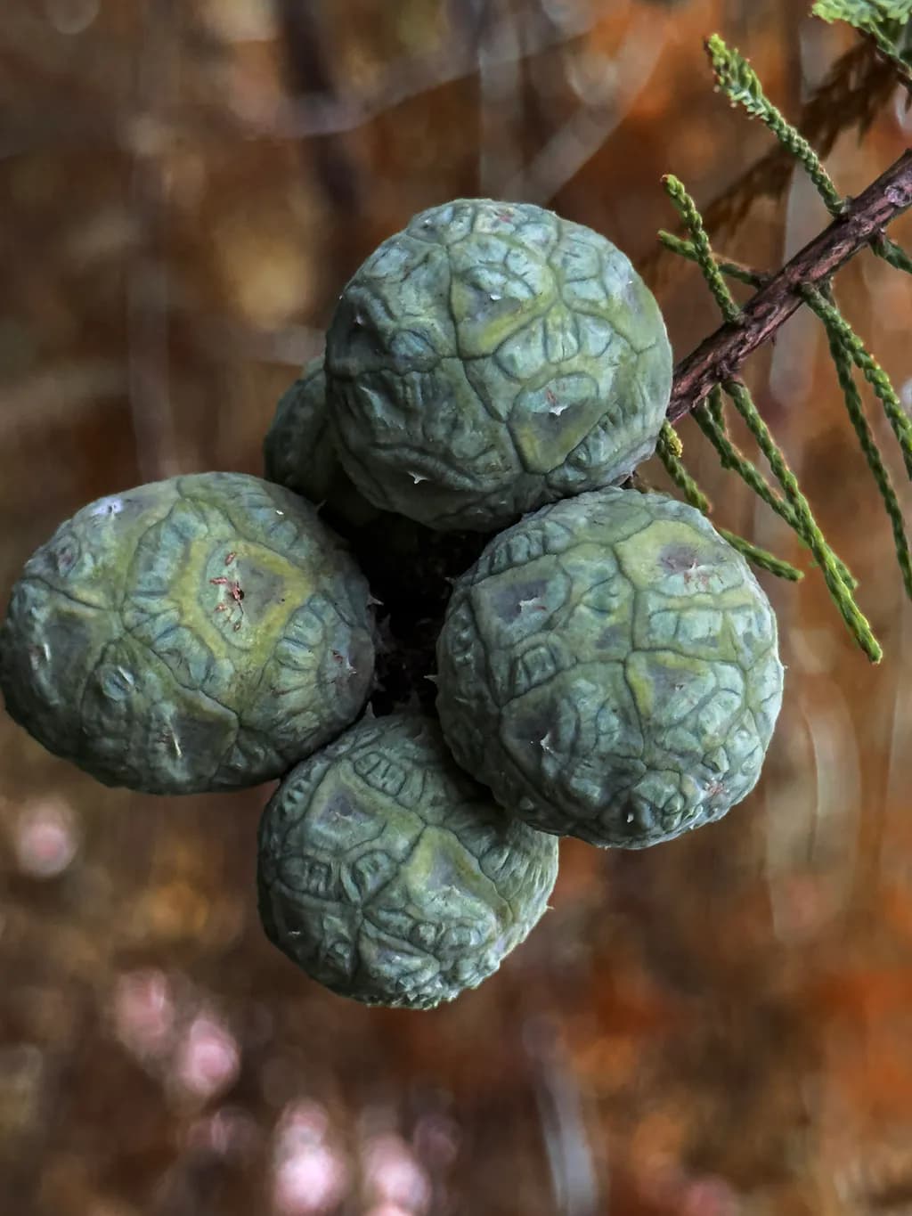 Nature's Textured Orbs: A Macro Exploration of Organic Greenery