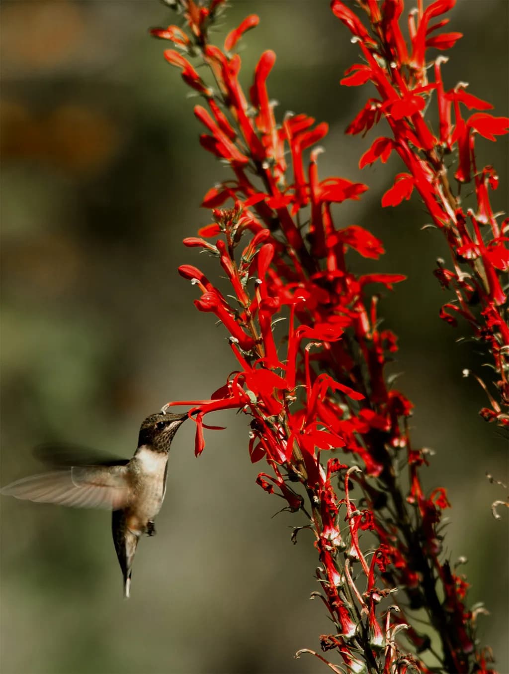 Whispers of Nature: A Hummingbird's Dance Among Vibrant Red Blooms