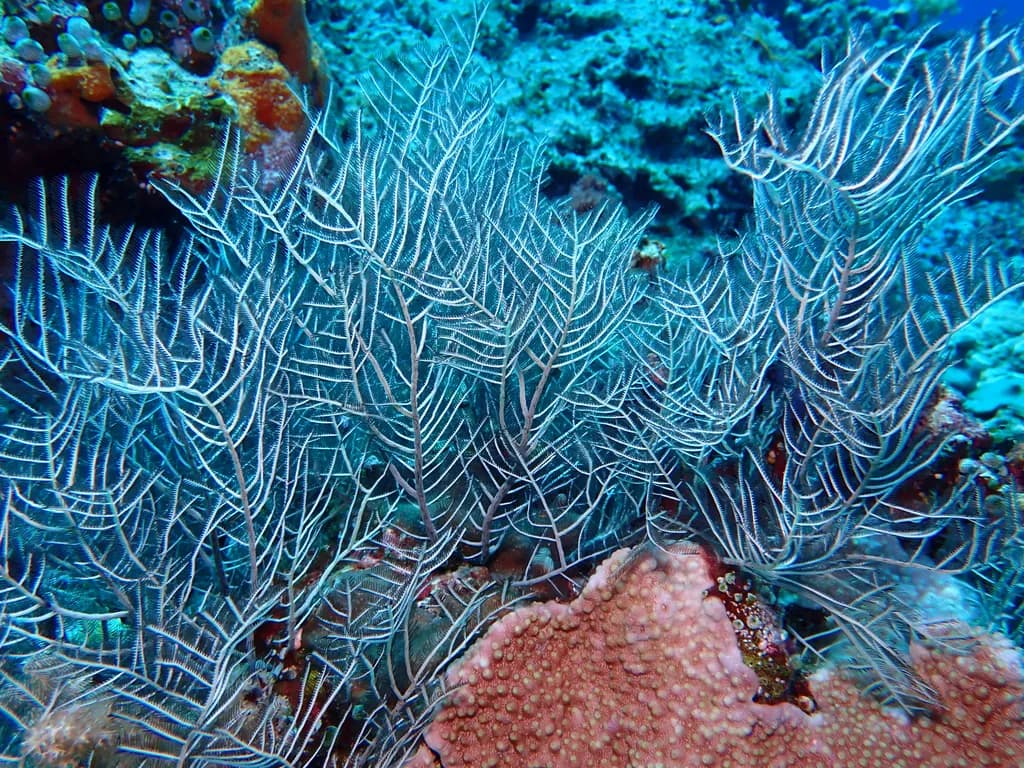 Veins of the Reef