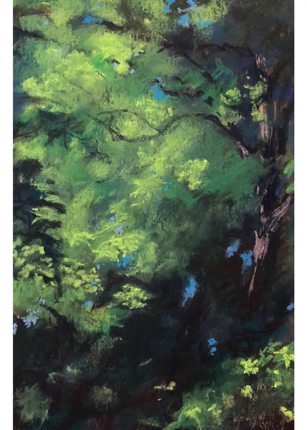 Forest Canopy