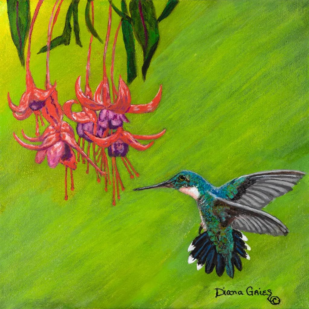 Hummingbird and Fuchsia Blooms